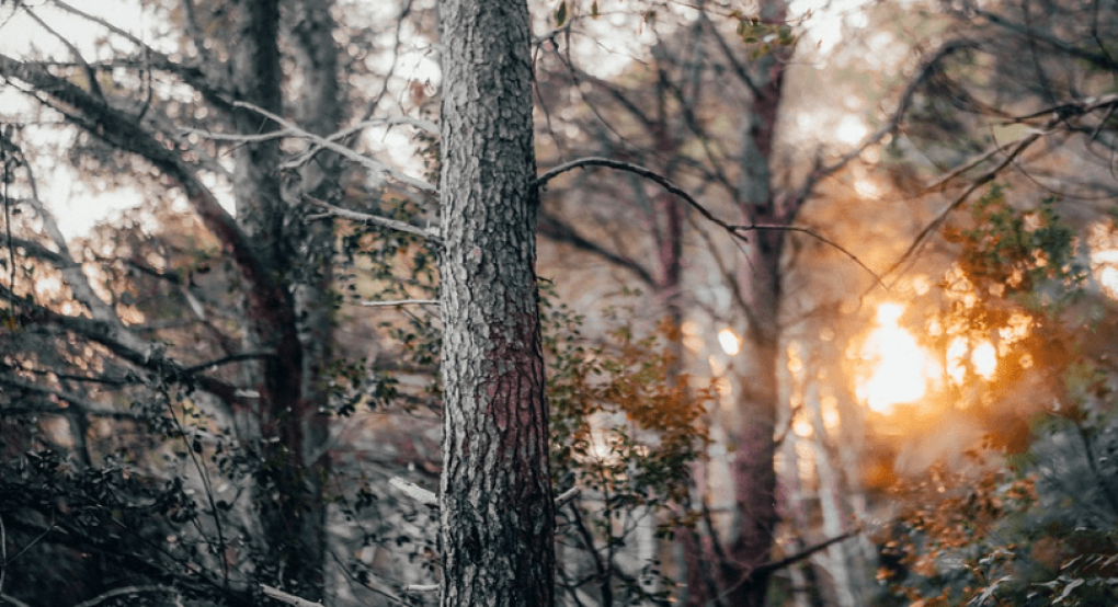 Ένα 4χρονο κορίτσι χάθηκε σε δάσος και επέζησε τρώγοντας φρούτα και πίνοντας νερό από το ποτάμι