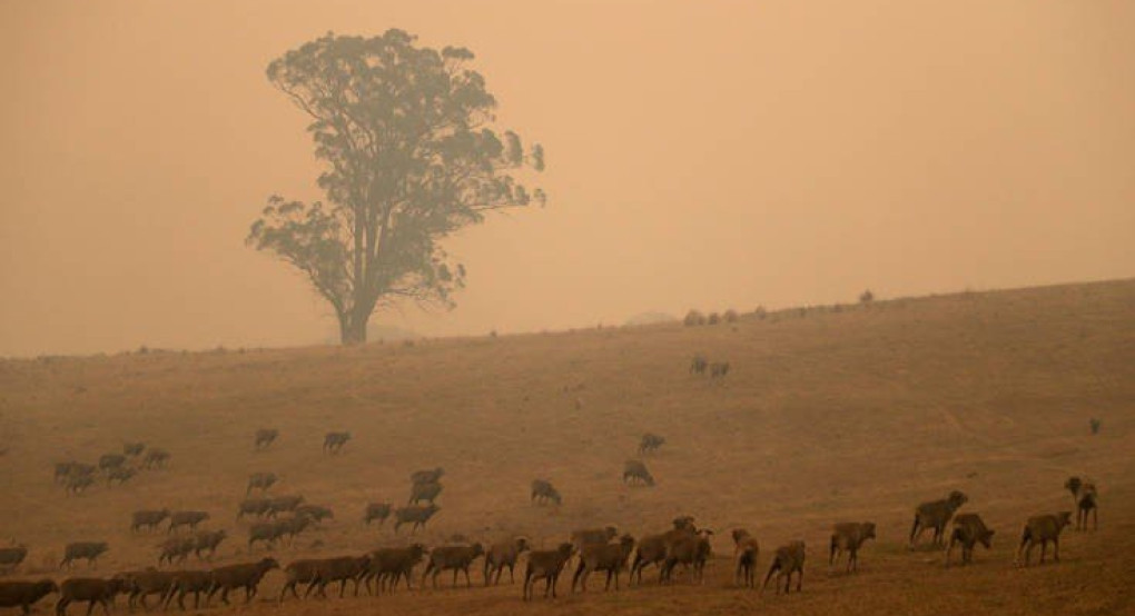  Αυστραλία- Στο 1 δισ. τα νεκρά ζώα από τις πυρκαγιές 