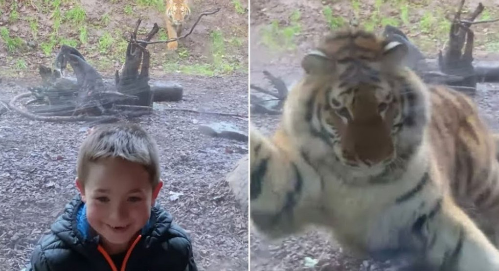 Τίγρης «επιτίθεται» σε παιδί μέσα σε ζωολογικό κήπο