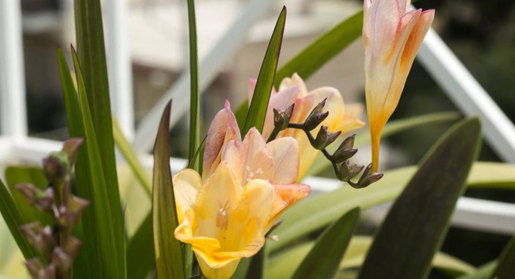 Πείτε τους χρόνια πολλά...