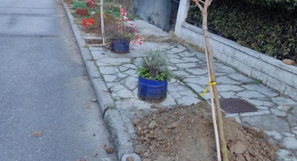 Δενδροφυτεύσεις στην Έδεσσα Δενδροφυτεύσεις στην Έδεσσα