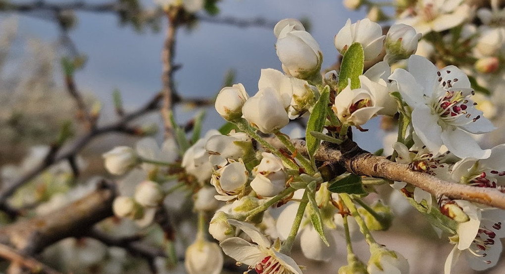 Ανοιξιάτικος ο καιρός σήμερα 21/4 - Δείτε την πρόγνωση της ΕΜΥ