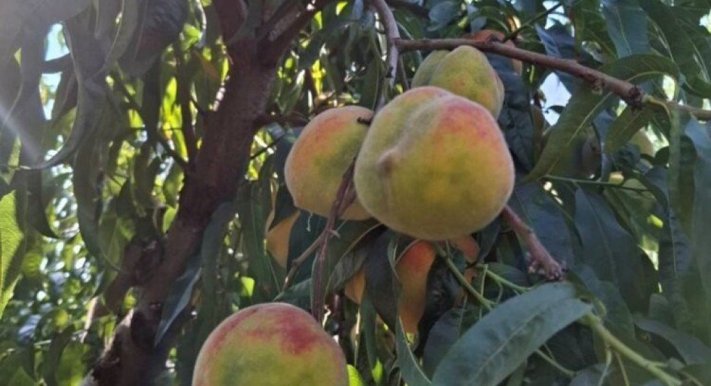 Η Περιφερειακή Ενότητα Πέλλας ενημερώνει αγρότες και ενδιαφερόμενους καλλιεργητές και γεωπόνους Η Περιφερειακή Ενότητα Πέλλας ενημερώνει αγρότες και ενδιαφερόμενους καλλιεργητές και γεωπόνους