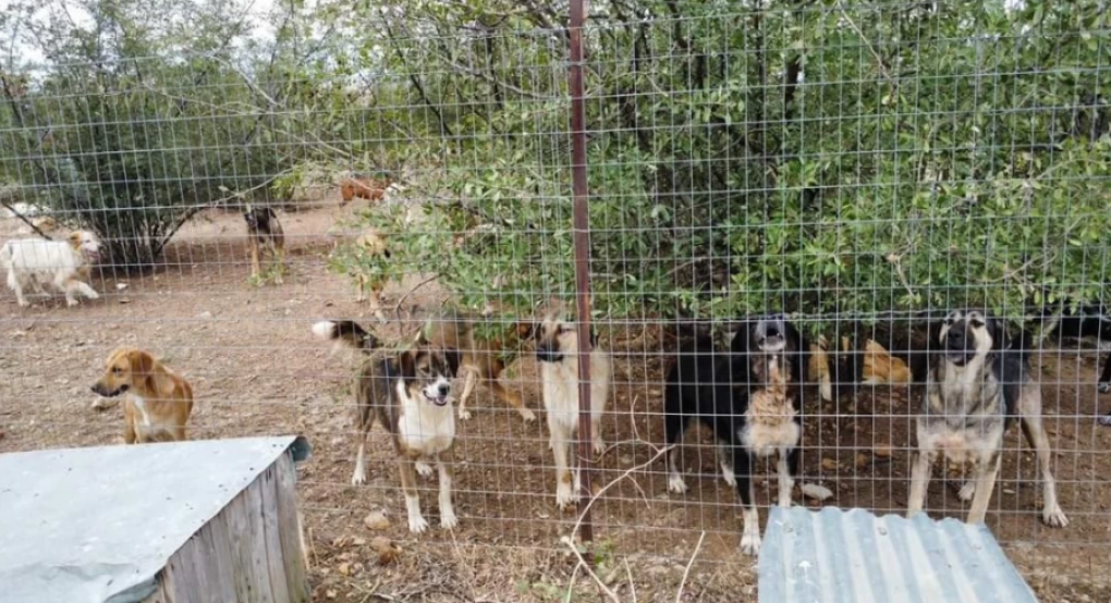 Γιαννιτσά/Νίκος Δόντσης: Θετικά στατιστικά για τη διαχείριση των αδέσποτων Γιαννιτσά/Νίκος Δόντσης: Θετικά στατιστικά για τη διαχείριση των αδέσποτων