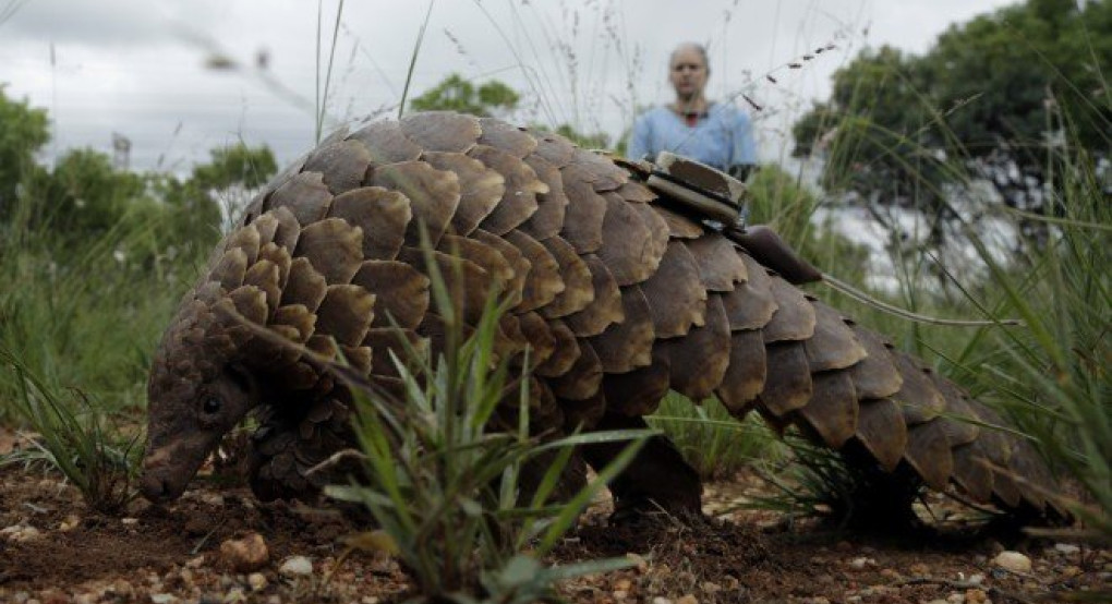 Κίνα: Ο παγκολίνος είναι ο πιθανός ξενιστής του φονικού κοροναϊού