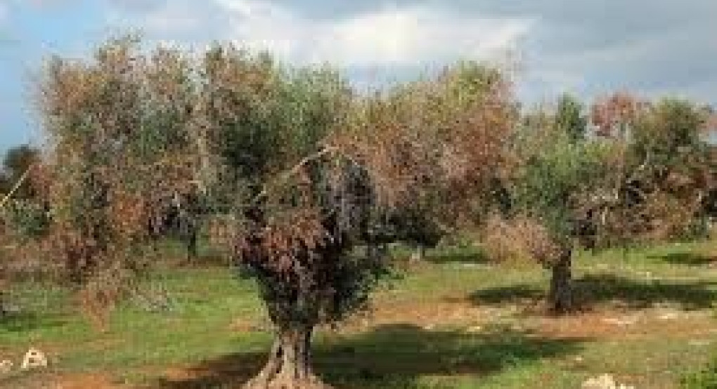 Επιβεβαιωμένη εμφάνιση Επιβλαβούς Οργανισμού Καραντίνας Xylella  fastidiosa  στην Περιφέρεια Πόρτο της Πορτογαλίας