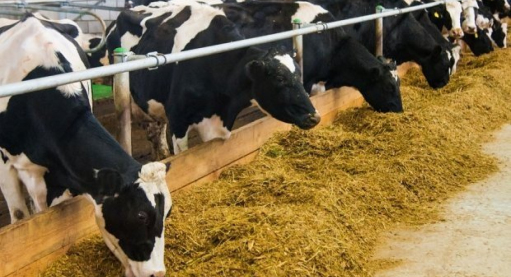 Ο κλάδος της αγελαδοτροφίας γαλακτοπαραγωγής εκπέμπει S.O.S.!