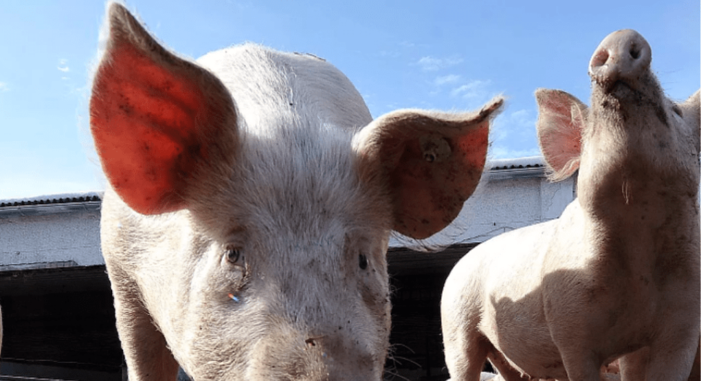 Βουλγαρία: Η αφρικανική πανώλη έχει καταστρέψει το 15% του πληθυσμού των χοίρων