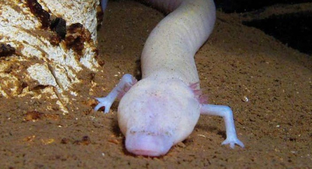 Τεμπέλικη βαλκανική σαλαμάνδρα έμεινε ακίνητη για επτά χρόνια σε σπήλαιο