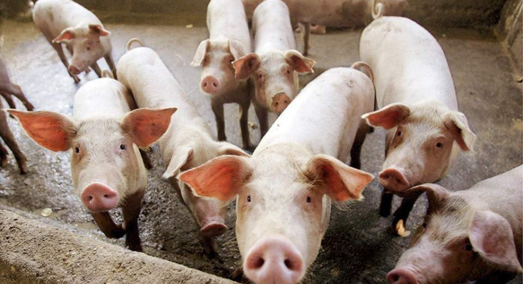 Στις Σέρρες το πρώτο κρούσμα αφρικανικής πανώλης των χοίρων 