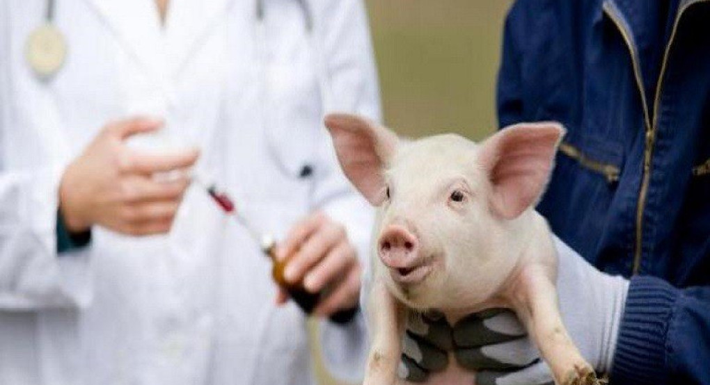 Συναγερμός έχει σημάνει στην Ελλάδα μετά την εμφάνιση κρούσματος Αφρικανικής Πανώλους των Χοίρων 