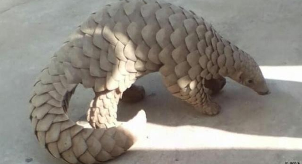 Κορωναίος-Ο φολιδωτός μυρμηγκοφόγος είναι ενδεχομένως ο ξενιστής, σύμφωνα με τους κινέζους ερευνητές