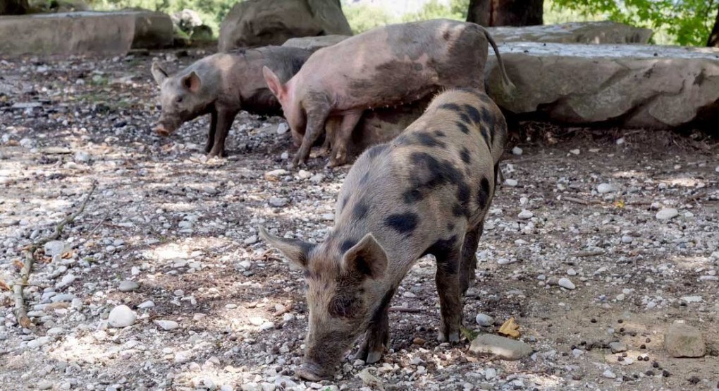 Απαγόρευση εισαγωγής ζωοτροφών από Βουλγαρία λόγω πανώλης ζητούν οι αγρότες