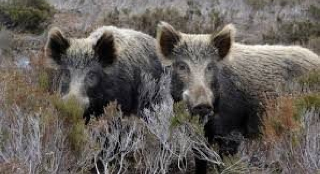 Δασαρχείο Αριδαίας: Ανακοινώνεται ότι, θα πραγματοποιηθεί δίωξη ημίαιμων μη δεσποζόμενων χοίρων και αγριόχοιρων