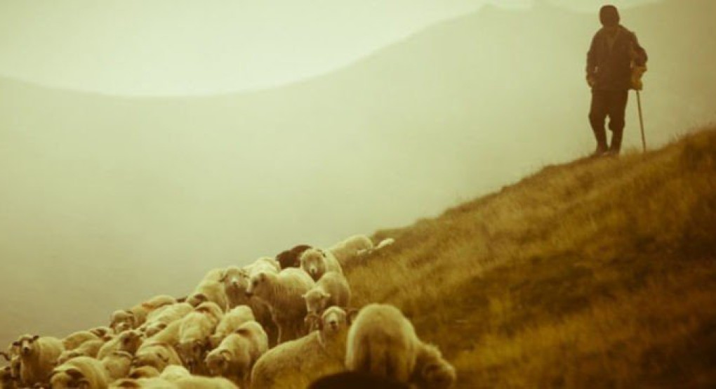 Ζητάνε φορολογική και ασφαλιστική ενημερότητα για να πληρώσουν αποζημιώσεις κτηνοτρόφων