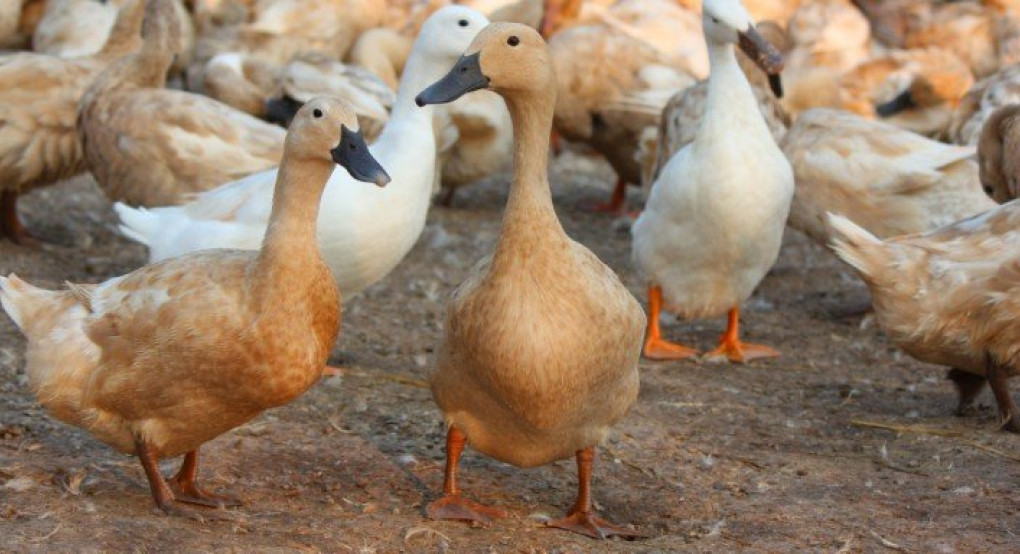 Βουλγαρία: Κρούσματα γρίπης πτηνών -Θα θανατωθούν 5.830 πάπιες