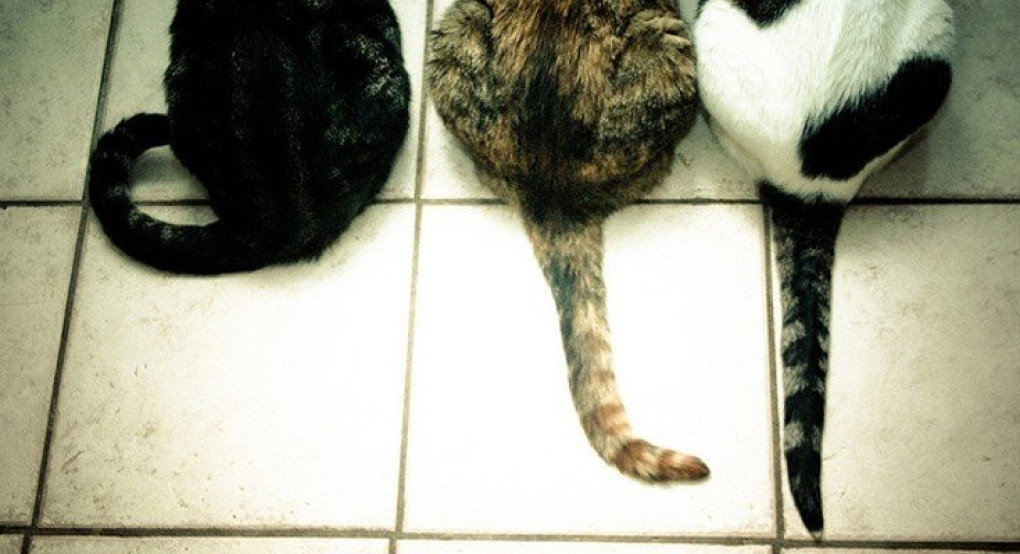 Κτηνωδία στα Τρίκαλα: Πέθαναν από φόλες περισσότερες από 20 γάτες 