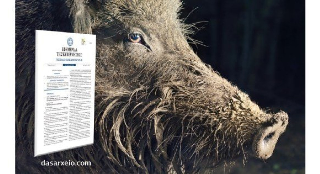 Δασαρχείο Αριδαίας- Σήμερα θα πραγματοποιηθεί δίωξη ημίαιμων μη δεσποζόμενων χοίρων και αγριόχοιρων