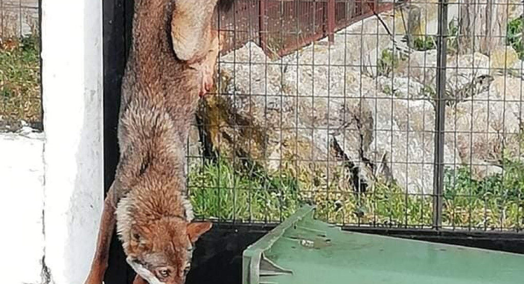 Τον διέσωσε ο «Αρκτούρος» τον λύκο που εγκλωβίστηκε σε κάγκελα σπιτιού 