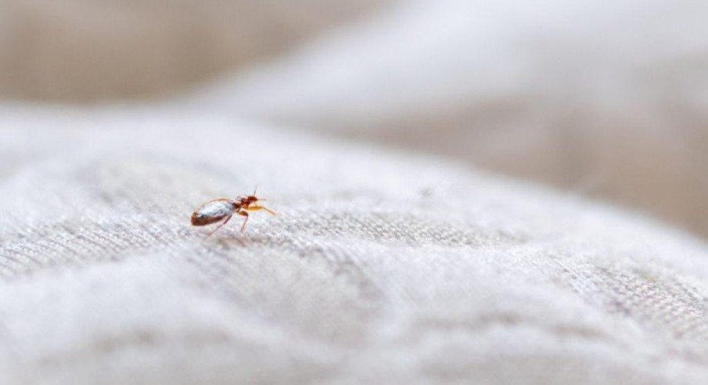 Γαλλία: Εμφανίστηκαν ξανά... κοριοί -Νομοθετική πρωτοβουλία της κυβέρνησης 