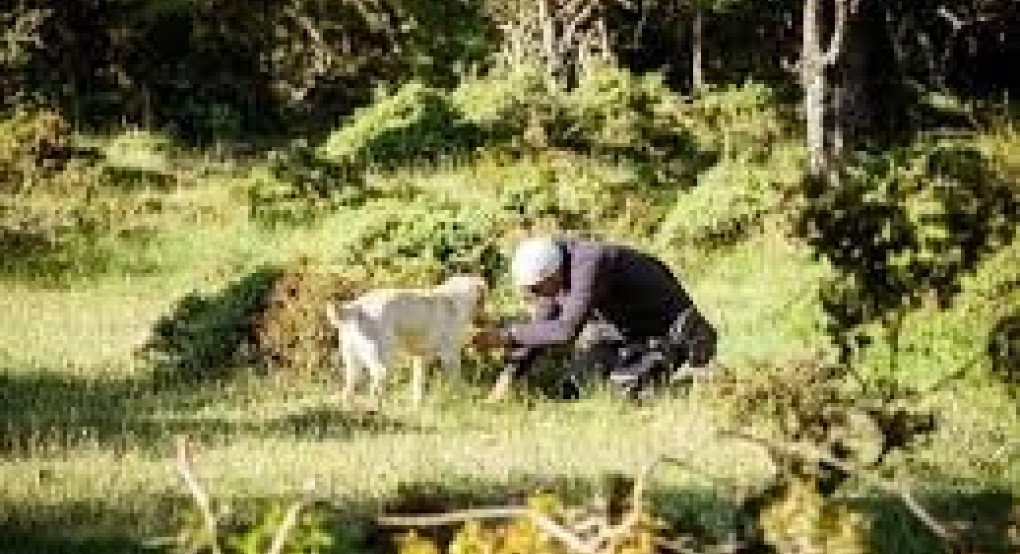 Τρίκαλα-Μουσείο Φυσικής Ιστορίας Μετεώρων και Μουσείο Μανιταριών: Κυνήγι τρούφας στην περιοχή των Μετεώρων 