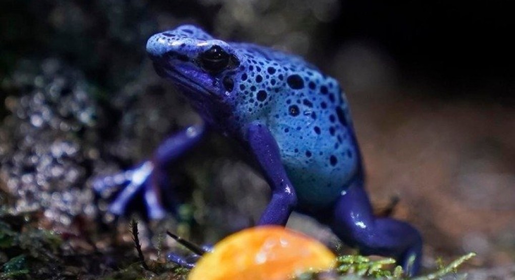 Αμφίβια που λάμπουν: Σχεδόν όλοι οι βάτραχοι και οι σαλαμάνδρες διαθέτουν βιοφωταύγεια