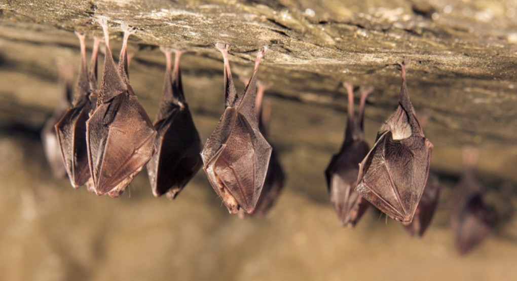 Γιατί οι νυχτερίδες είναι πάντα «ένοχες» για την μετάδοση φονικών ιών στον άνθρωπο  