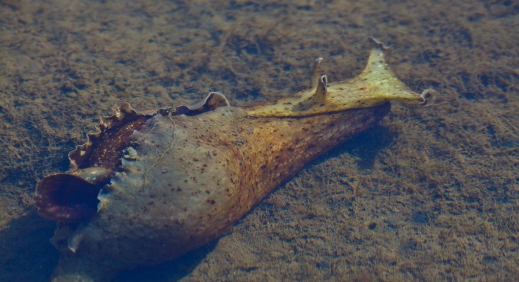 Αυστραλία: Μυστηριώδες πλάσμα που φτύνει μωβ δηλητήριο εμφανίστηκε σε παραλία (pic) 