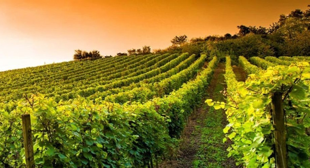 Προώθηση του οινοτουρισμού της Κ. Μακεδονίας σε Βέλγιο και Ολλανδία