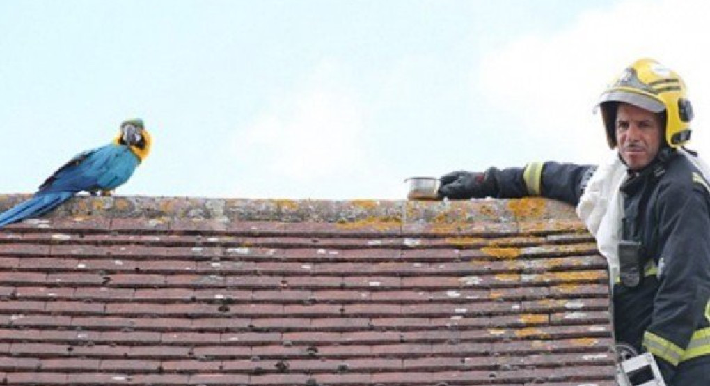 Πήγαν να σώσουν παπαγάλο κι άρχισε να τους βρίζει στα ελληνικά!