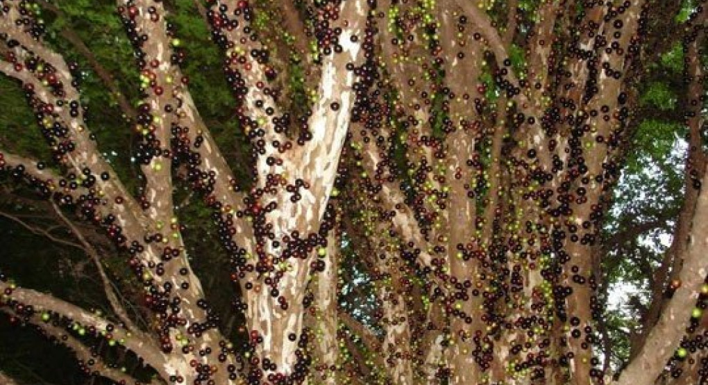 Οι περίεργοι καρποί του Jabuticaba (pics)