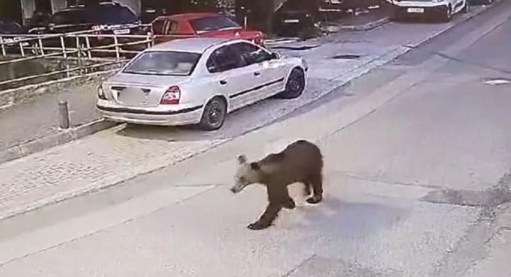 Γρεβενά: Αρκούδα κάνει βόλτες σε κεντρικό δρόμο της πόλης (vid) Γρεβενά: Αρκούδα κάνει βόλτες σε κεντρικό δρόμο της πόλης (vid)