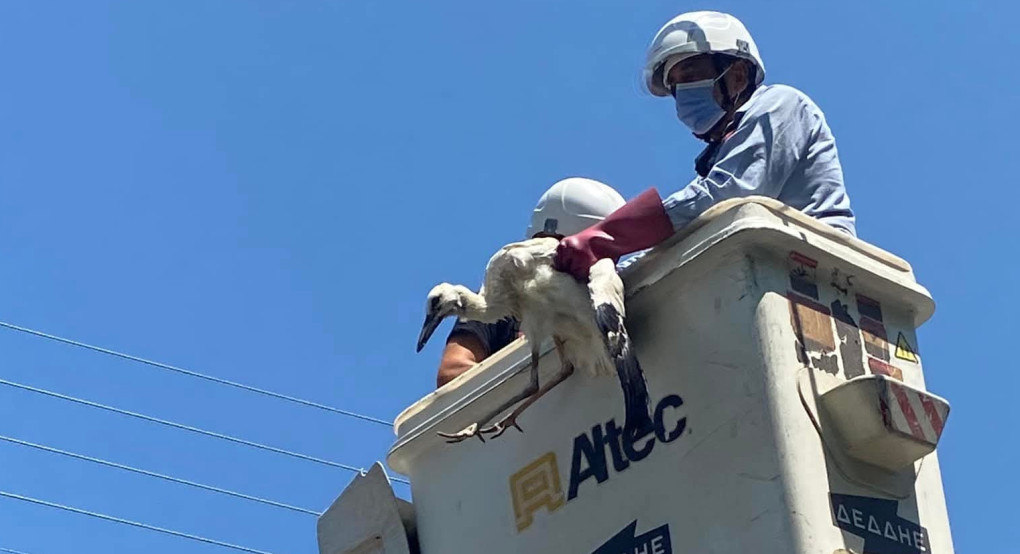 Αριδαία: Επιχείρηση διάσωσης πελαργού