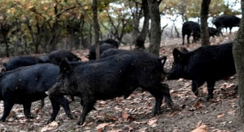 Έως 23 Ιουνίου παραστατικά αιγοπροβάτων και χοιροειδών για διατήρηση απειλούμενων αυτόχθονων φυλών Έως 23 Ιουνίου παραστατικά αιγοπροβάτων και χοιροειδών για διατήρηση απειλούμενων αυτόχθονων φυλών