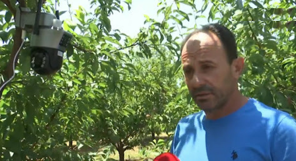 Πέλλα: Αγρότες σε ρόλο φρουρού απέναντι σε οργανωμένες κλοπές φρούτων Πέλλα: Αγρότες σε ρόλο φρουρού απέναντι σε οργανωμένες κλοπές φρούτων