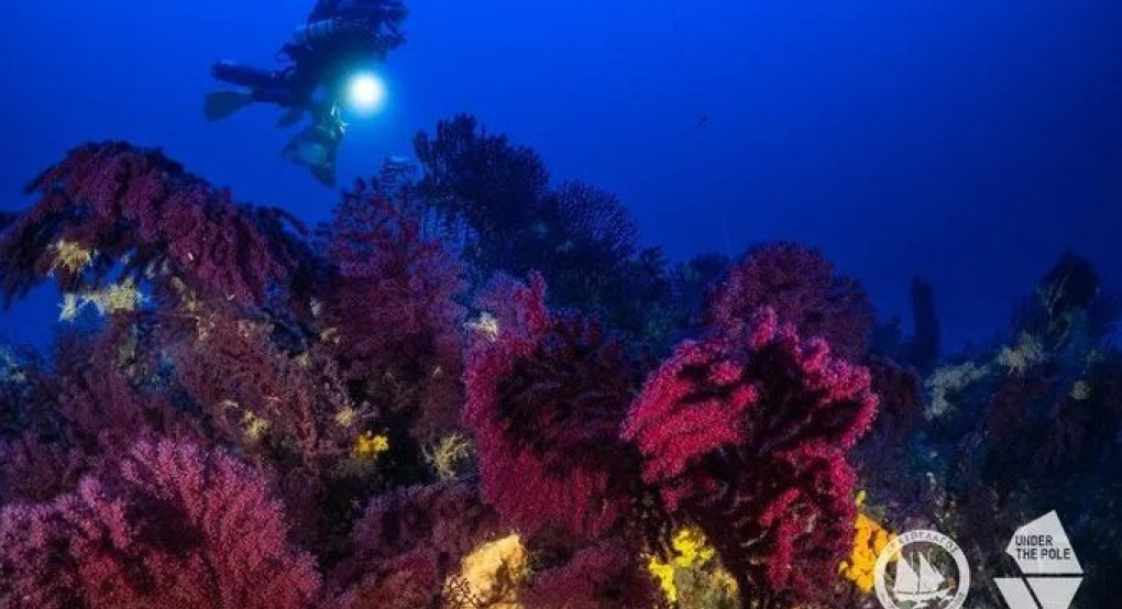Προστασία των Κοραλλιών στα Βαθιά Νερά - Ορόσημο για τη Θαλάσσια Προστασία στην Ελλάδα Προστασία των Κοραλλιών στα Βαθιά Νερά - Ορόσημο για τη Θαλάσσια Προστασία στην Ελλάδα