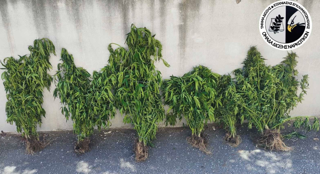Συνελήφθη ένα άτομο για καλλιέργεια δενδρυλλίων κάνναβης Συνελήφθη ένα άτομο για καλλιέργεια δενδρυλλίων κάνναβης
