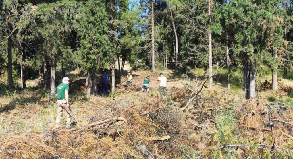 Προδιαγεγραμμένη καύση: Το νέο μοντέλο πρόληψης πυρκαγιών και διαχείρισης της καύσιμης ύλης - Πώς θα εφαρμοστεί