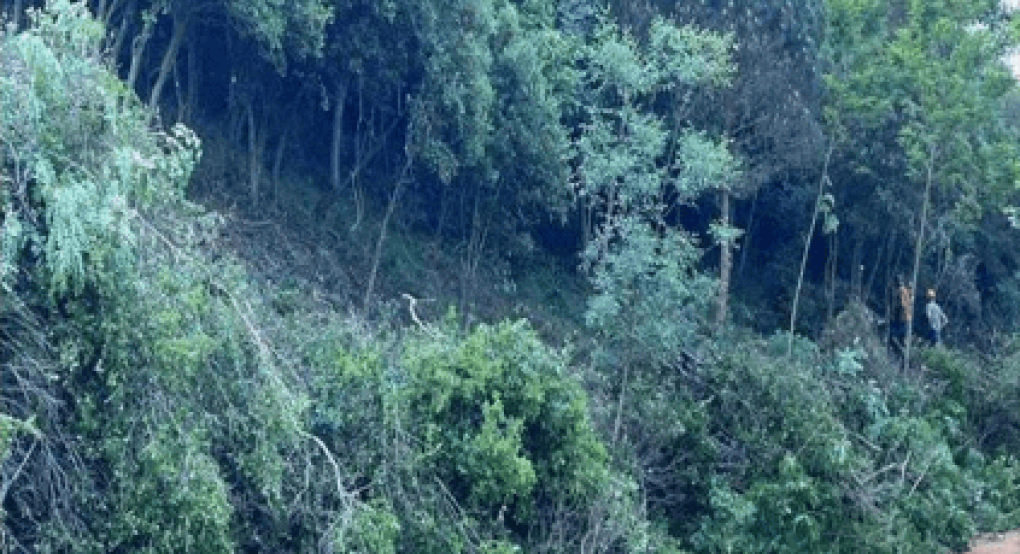 Απαγόρευση κυκλοφορίας στο Δάσος-Πάρκο Έδεσσας του Δήμου Έδεσσας και στο Δάσος Ελευθεροχωρίου Δήμου Πέλλας της ΠΕ Πέλλας, το Σάββατο 28-6-2025 Απαγόρευση κυκλοφορίας στο Δάσος-Πάρκο Έδεσσας του Δήμου Έδεσσας και στο Δάσος Ελευθεροχωρίου Δήμου Πέλλας της ΠΕ Πέλλας, το Σάββατο 28-6-2025
