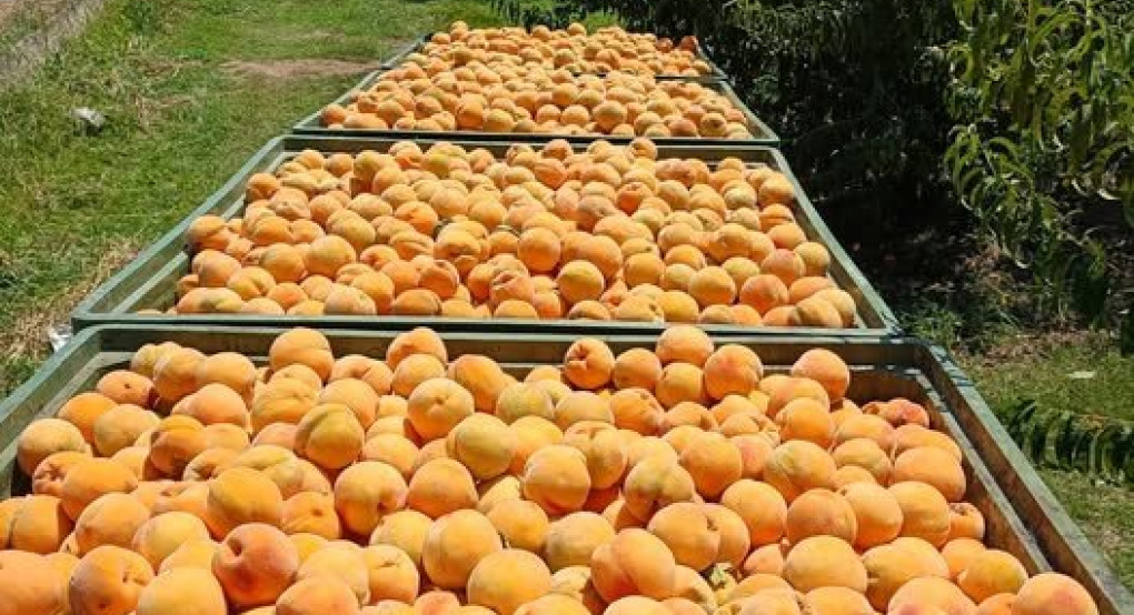 Παντελής Μάρκου/Πέλλα: Οι τιμές των συμπύρηνων ή αλλιώς φέρτε μου ένα σύννεφο να πέσω Παντελής Μάρκου/Πέλλα: Οι τιμές των συμπύρηνων ή αλλιώς φέρτε μου ένα σύννεφο να πέσω