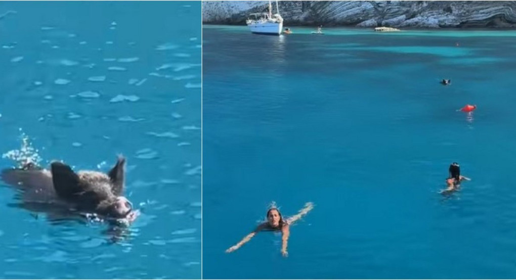Αγριογούρουνο... παίρνει στο κυνήγι τουρίστριες μέσα στη θάλασσα στην Ιθάκη Αγριογούρουνο... παίρνει στο κυνήγι τουρίστριες μέσα στη θάλασσα στην Ιθάκη