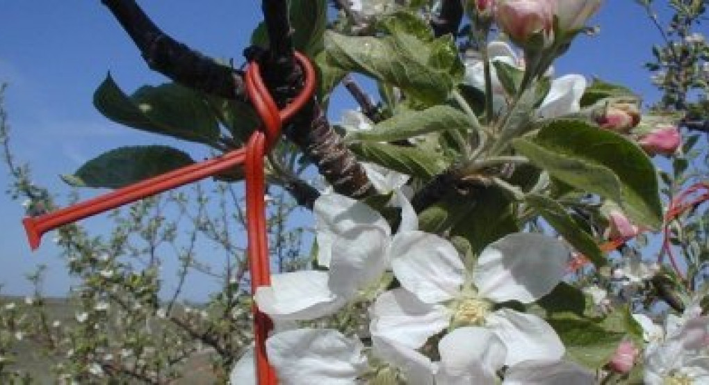 Εγκύκλιος ΟΠΕΚΕΠΕ με τις αλλαγές στα παραστατικά για το φετινό «Κομφούζιο» Εγκύκλιος ΟΠΕΚΕΠΕ με τις αλλαγές στα παραστατικά για το φετινό «Κομφούζιο»