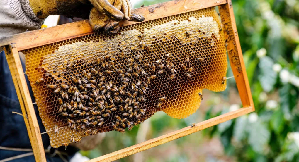 Το πιο υγιεινό μέλι δεν είναι το γλυκό: Η αλήθεια για το πικρό μέλι της Ελλάδας