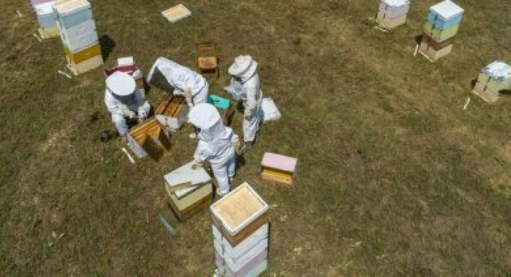 Εγκρίθηκαν τέσσερις πράξεις 10,8 εκατομμυρίων ευρώ για την ενίσχυση του τομέα της μελισσοκομίας Εγκρίθηκαν τέσσερις πράξεις 10,8 εκατομμυρίων ευρώ για την ενίσχυση του τομέα της μελισσοκομίας