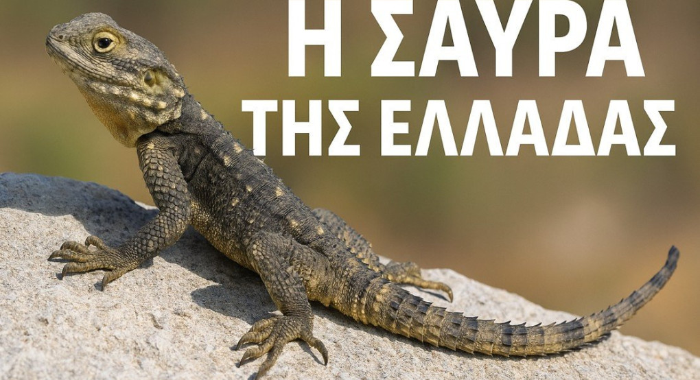 Η Σαύρα της Ελλάδας: Όλα Όσα Δεν Ήξερες! Η Σαύρα της Ελλάδας: Όλα Όσα Δεν Ήξερες!