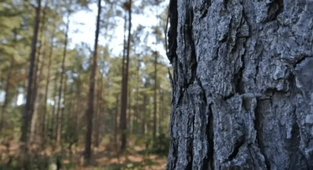 Ευχαριστήριο προς το Δασαρχείο Έδεσσας Ευχαριστήριο προς το Δασαρχείο Έδεσσας
