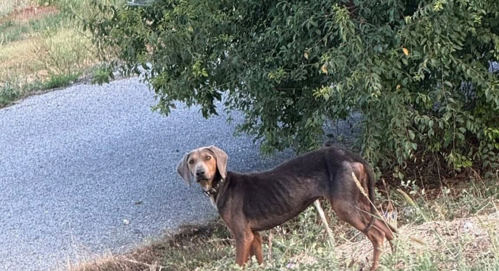 Καταγγελία Αντιδημάρχου Αλμωπίας για εγκατάλειψη σκύλου στη Ξιφιανή Καταγγελία Αντιδημάρχου Αλμωπίας για εγκατάλειψη σκύλου στη Ξιφιανή