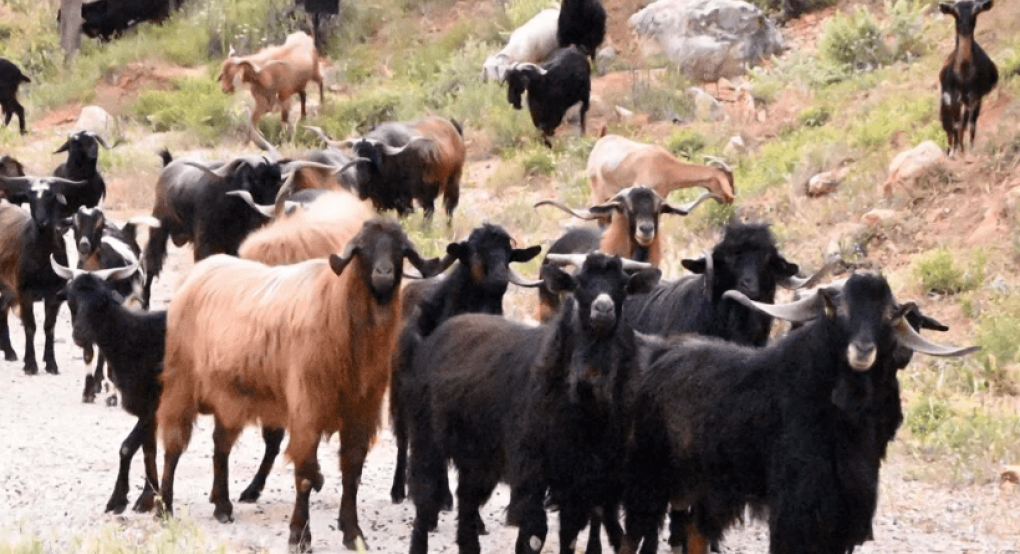 Οργή κτηνοτρόφων για την επιμονή κυβέρνησης κατά του εμβολιασμού της ευλογιάς