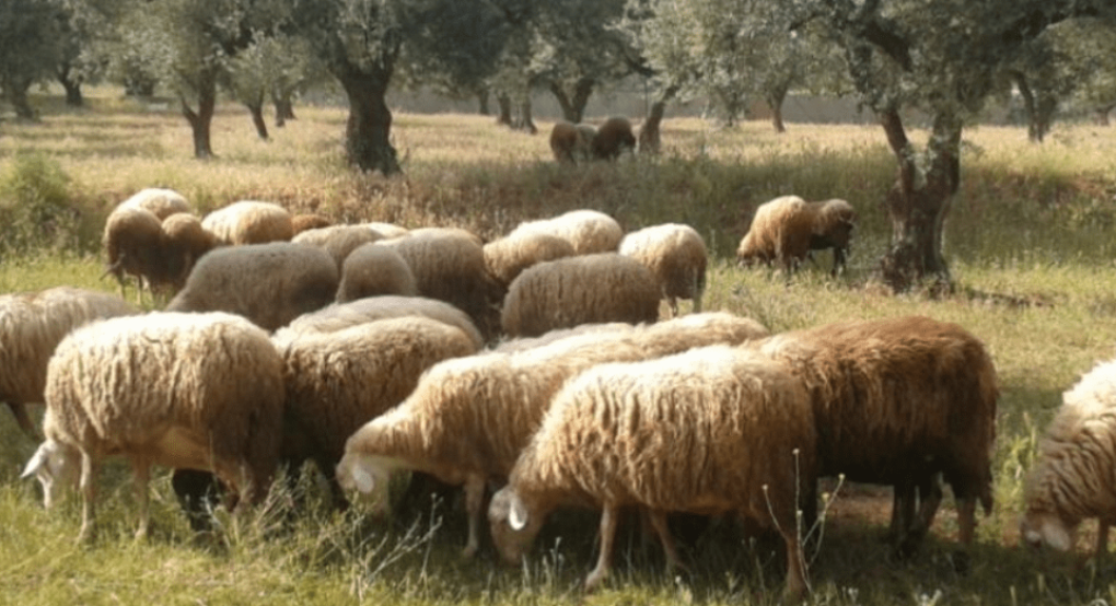 Μάχη κατά της ευλογιάς: Νέα Ομάδα Εργασίας υπό τον ΓΓ Αγροτικής Ανάπτυξης και Τροφίμων για την προστασία της κτηνοτροφίας