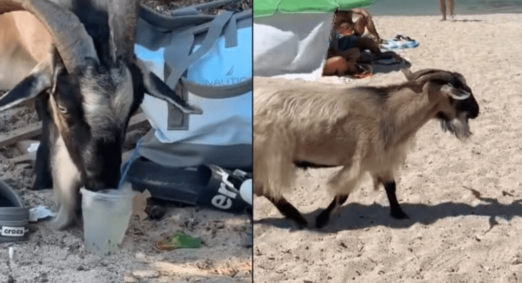 Viral η κατσίκα στα Σύβοτα που… πίνει τα μοχίτο των τουριστών